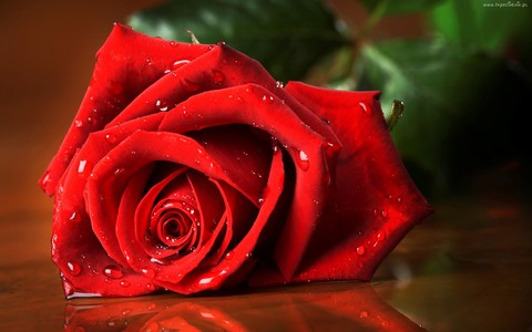 Ruža – cvijet pun trnja – poučna priča